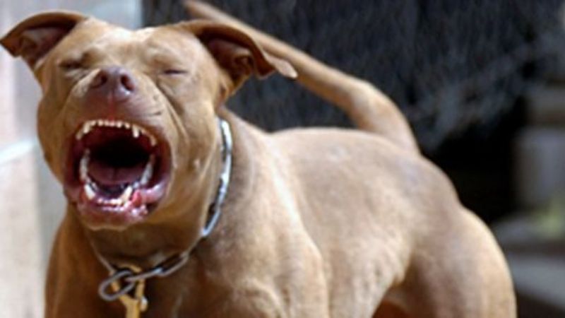Mujer herida tras ser mordida por un Pitbull
