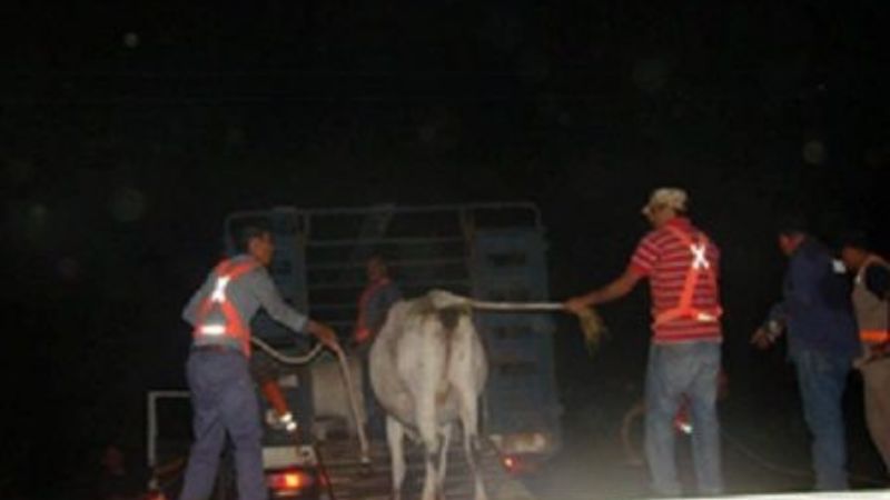 Retiran animales de la ruta 46