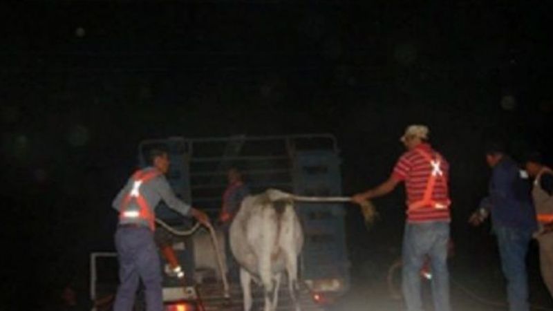 Preocupación de ganaderos por los operativos de captura