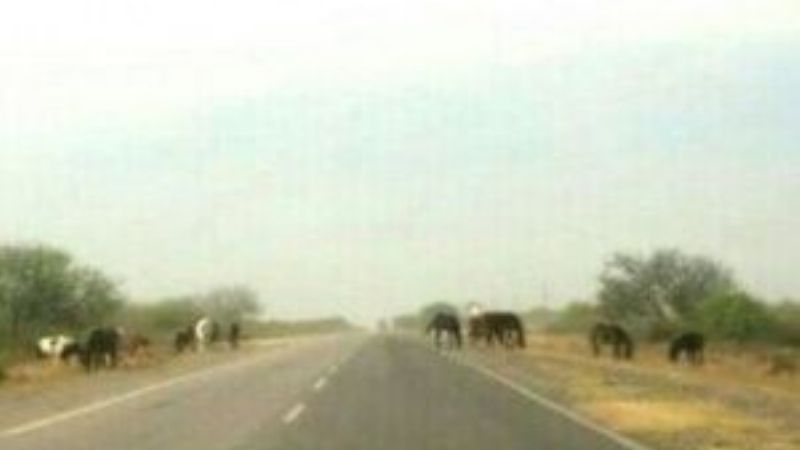 Los animales sueltos son dueños de la ruta 42