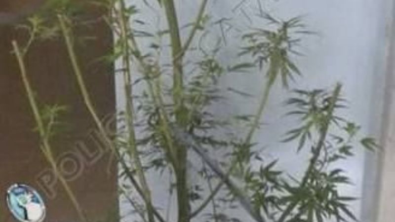 Secuestran una planta de marihuana en Fray Mamerto Esquiú