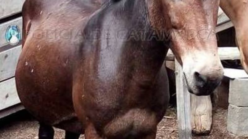 Secuestran animales sueltos en Fray Mamerto Esquiú