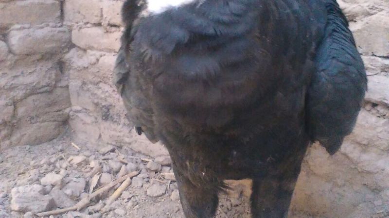 Liberan un cóndor andino