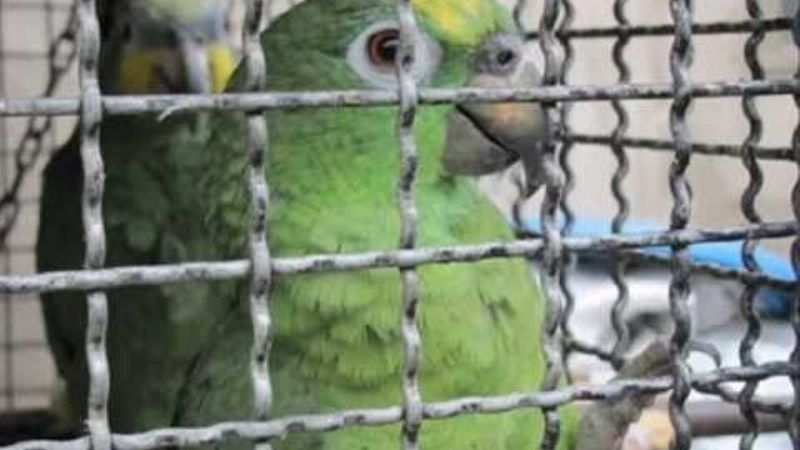 Psitacosis, enfermedad asociada a las aves víctimas del tráfico ilegal