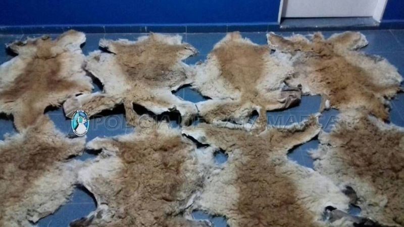 Secuestran cueros de vicuña y aprehenden a un hombre en Belén