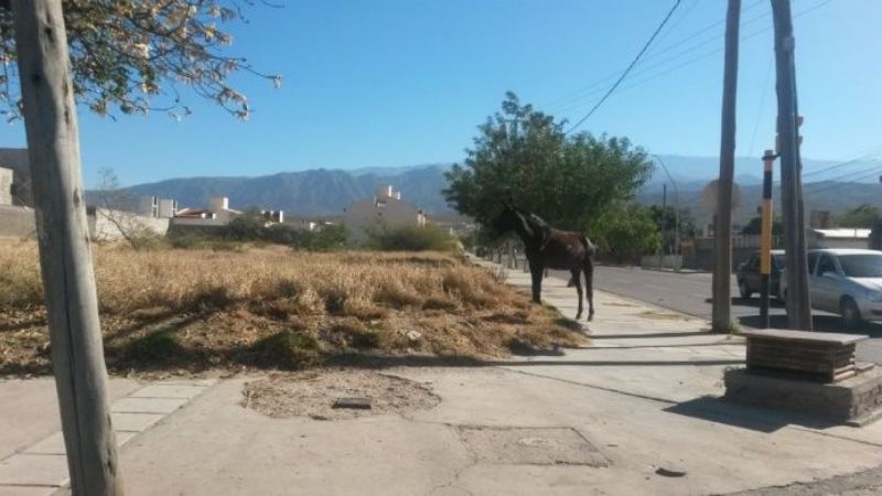 Secuestran animales sueltos en Capital