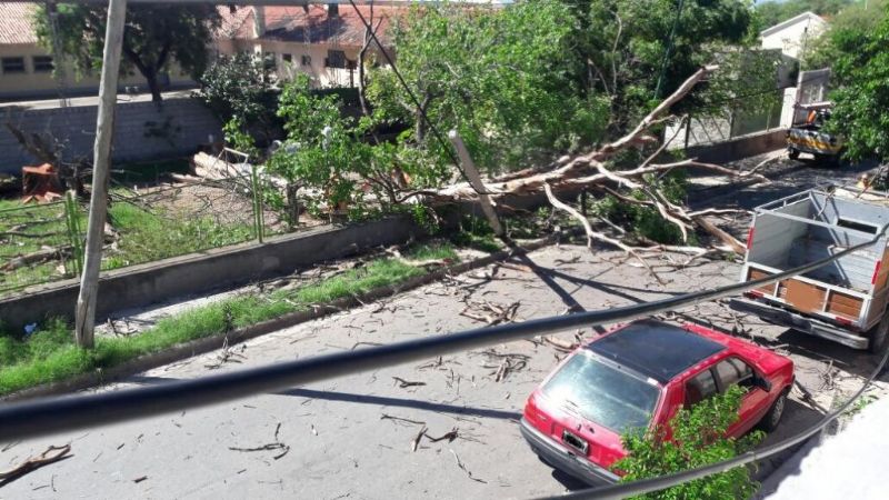 Árbol añejo cayó y provocó destrozos