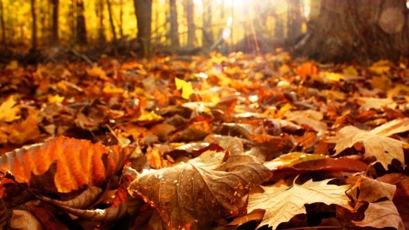 20 de marzo: Bienvenido otoño