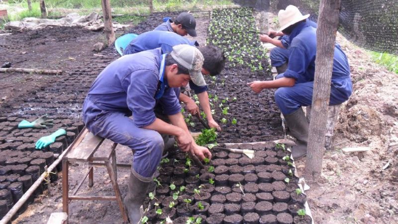 Convocan a viveristas a renovar su inscripción anual