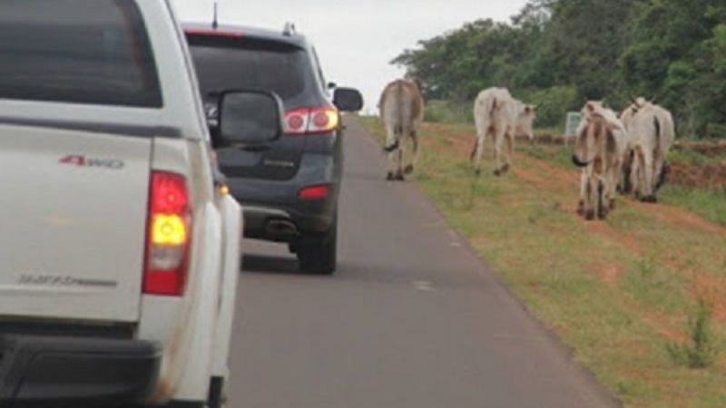 Captura de animales en la ruta 46