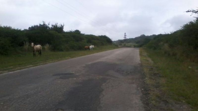 Peligro latente por animales sueltos en la ruta 42