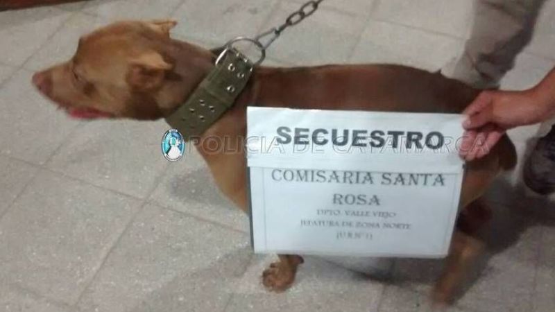 Recuperan un perro de raza robado en Valle Viejo