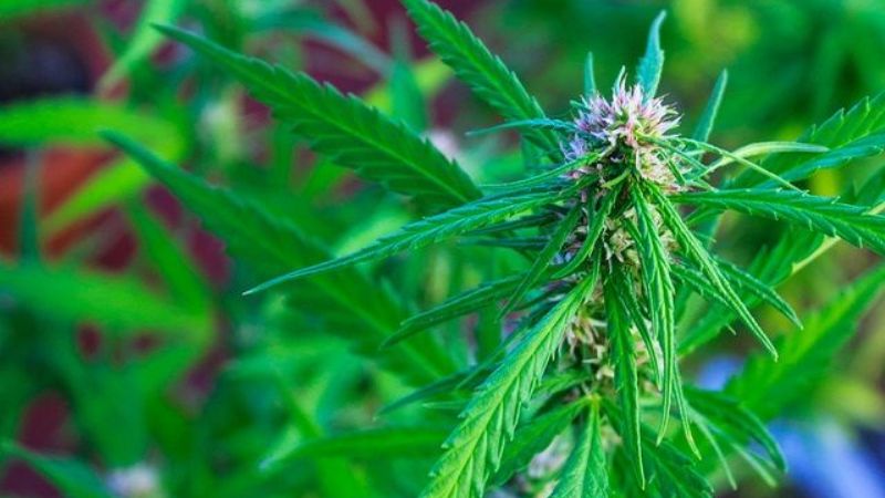 Secuestran una flor de la variedad Cannabis Sativa