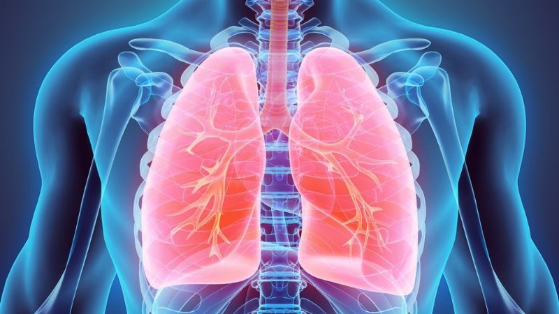 Descubrieron una nueva función clave de los pulmones
