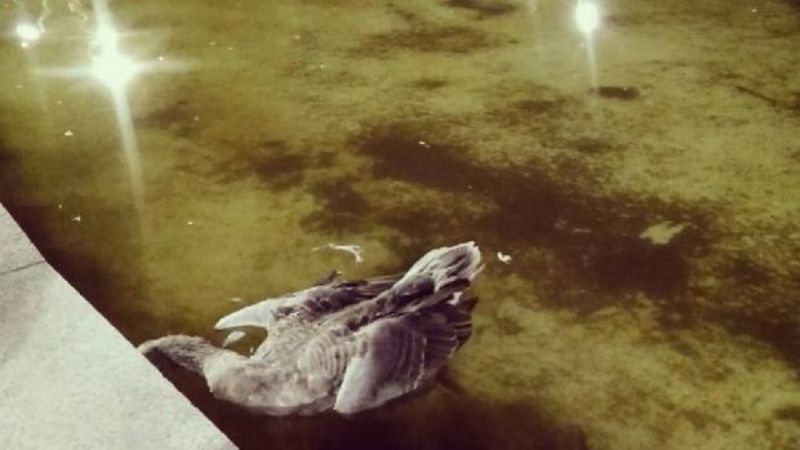 Los gansos no resistieron y murieron