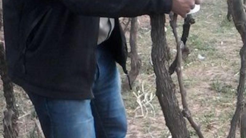 Rescate de variedades criollas de vid