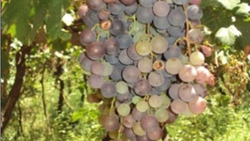 Rescate de variedades criollas de vid