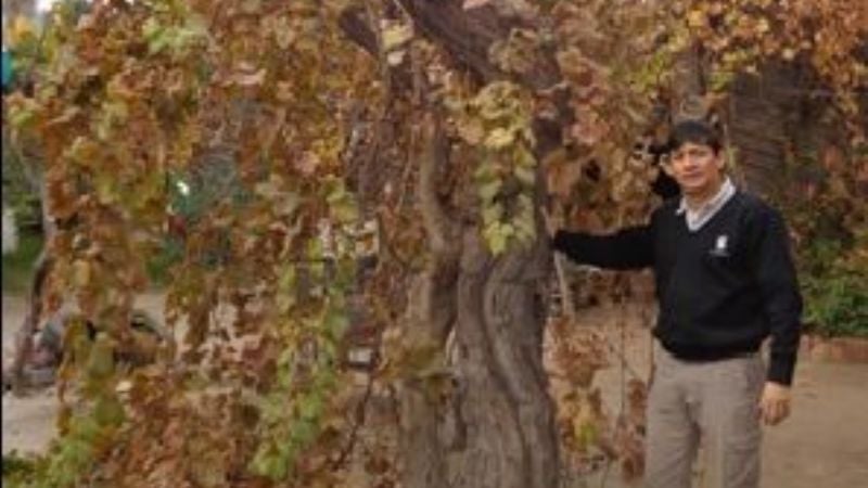 Rescate de variedades criollas de vid