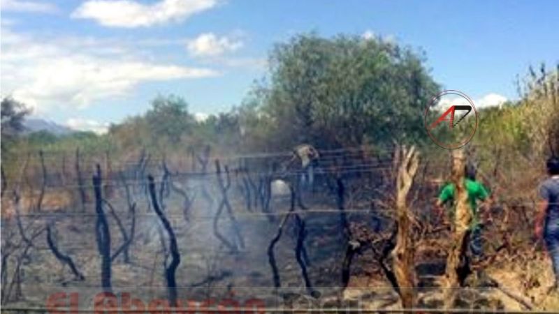 Incendio en un barrio de Fiambalá afectó a un viñedo
