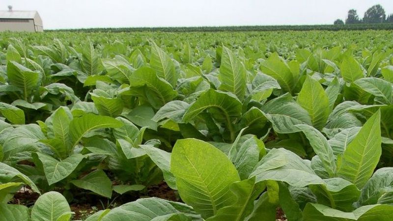 Acordaron el precio del tabaco y comienza el acopio