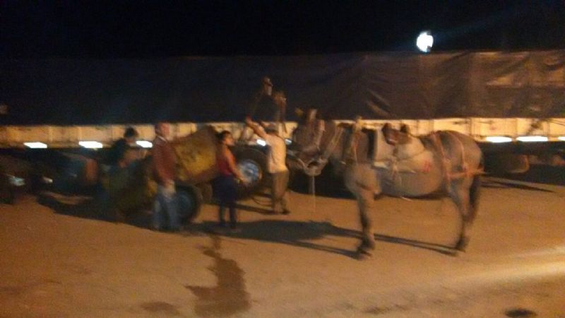 Camioneta embistió un carro y murió un caballo