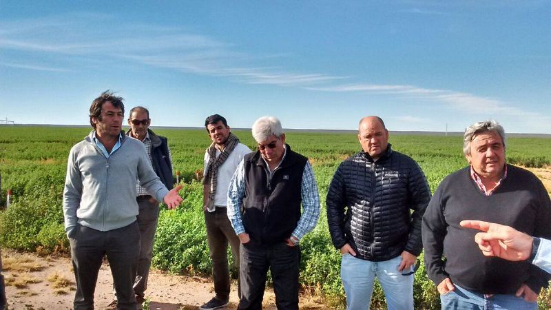 Se conformó la Cámara Argentina de la Alfalfa