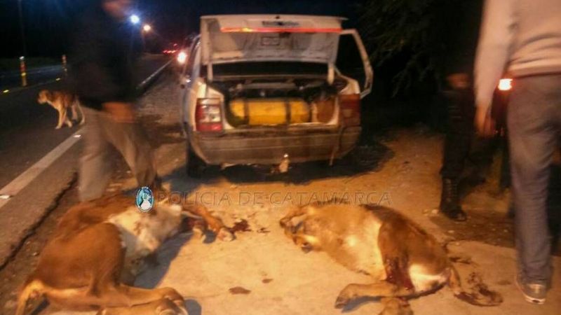 Llevaba en el baúl del auto dos animales muertos