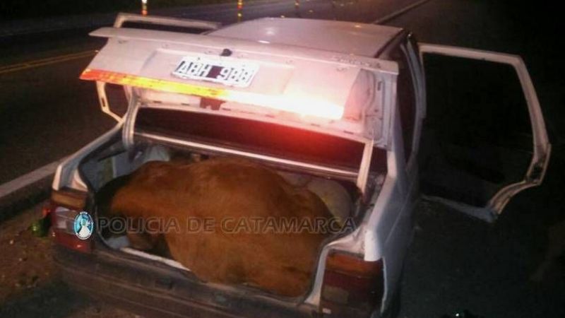 Llevaba en el baúl del auto dos animales muertos