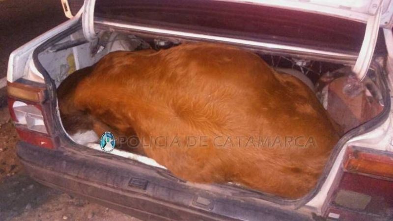 Llevaba en el baúl del auto dos animales muertos