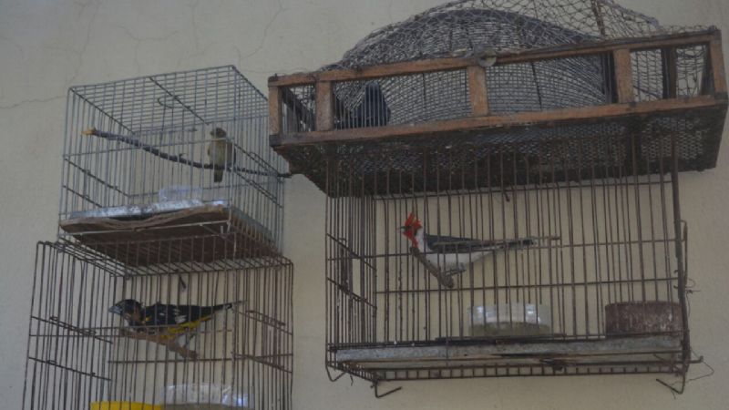 Secuestraron 23 aves canoras en cautiverio