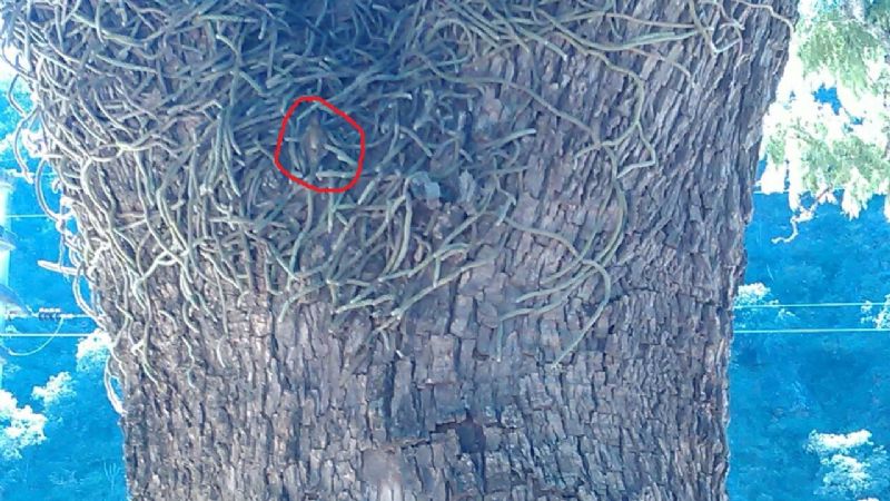 Sorpresa por la "aparición" de figura de la Virgen en un árbol del Calvario