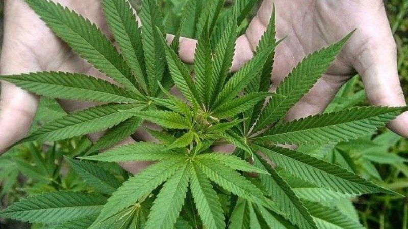 Secuestran plantines de marihuana en FME