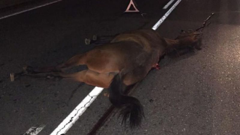 Camioneta chocó contra un caballo en Paclín