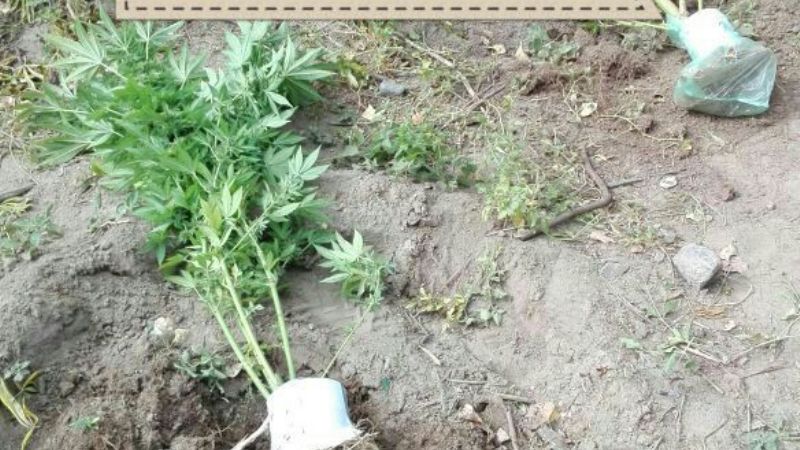 Secuestran importante cantidad de marihuana en Amaicha del Valle