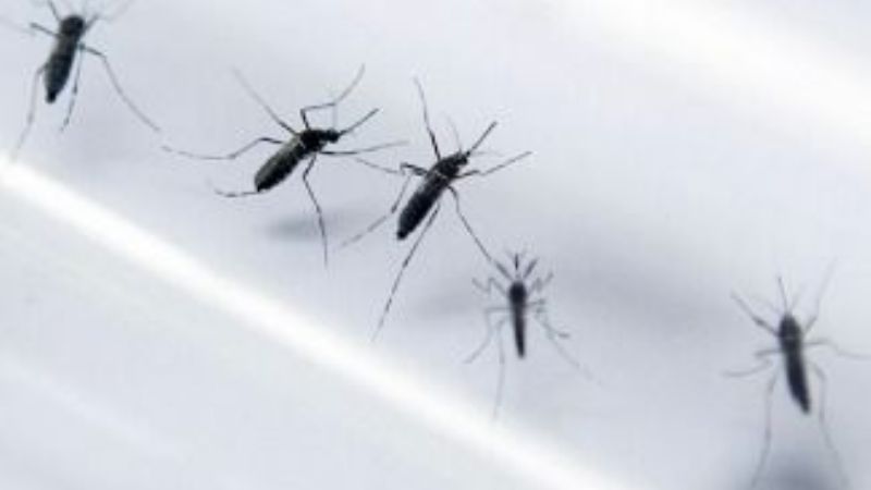 La invasión de mosquitos puede durar un mes
