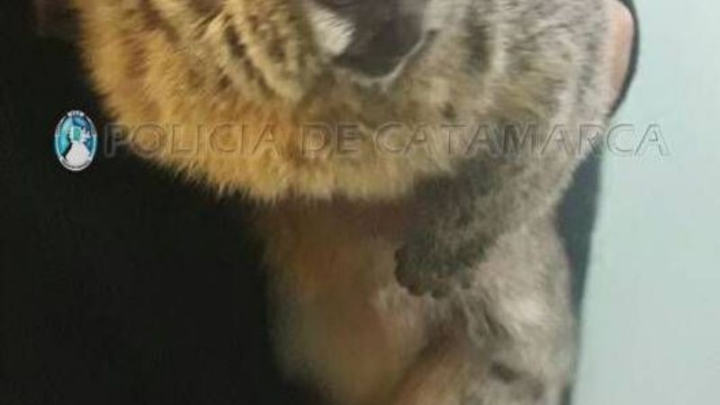 La sorprendió un mono en su jardín