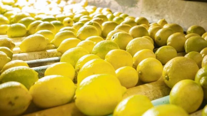 EEUU anunció vía libre al ingreso de limones argentinos