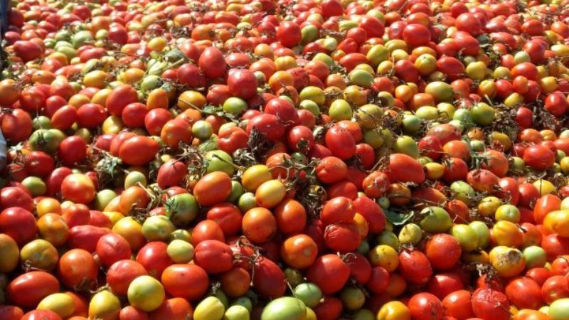 "Fue una exitosa operatoria del tomate"