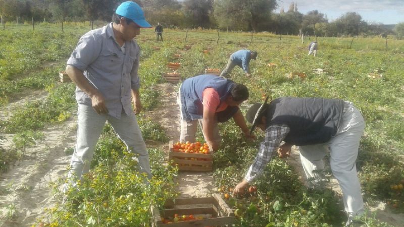 "Fue una exitosa operatoria del tomate"