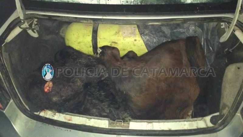 Llevaban una vaca muerta en el baul del auto