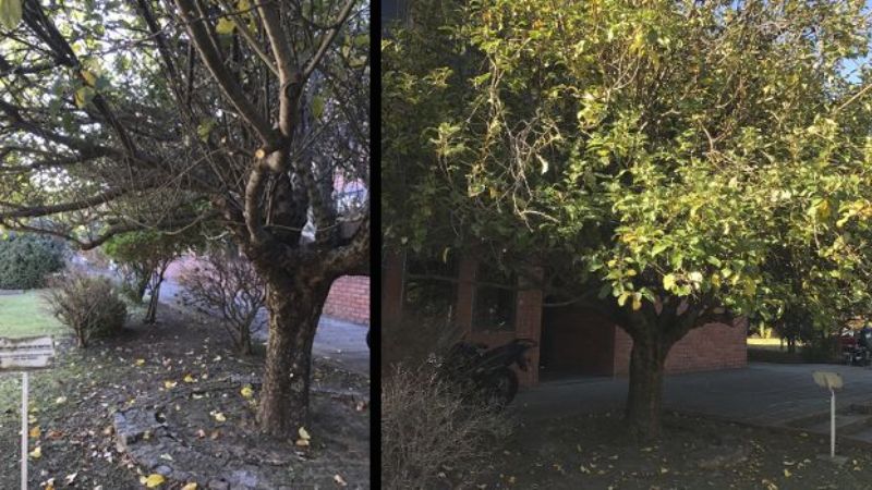 Un clon del árbol de Newton vive en Bariloche