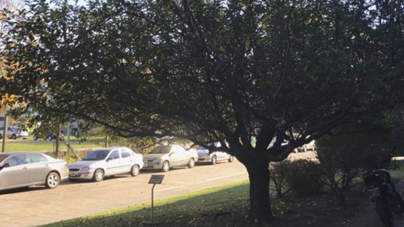 Un clon del árbol de Newton vive en Bariloche