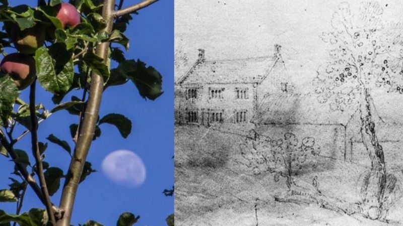 Un clon del árbol de Newton vive en Bariloche