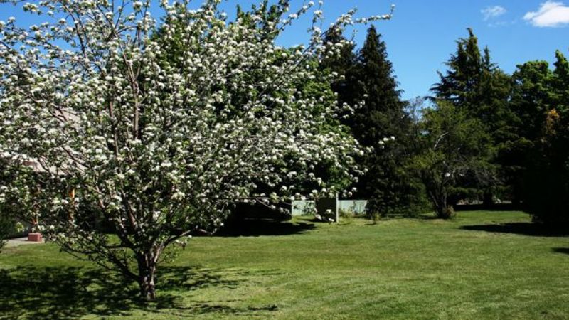 Un clon del árbol de Newton vive en Bariloche