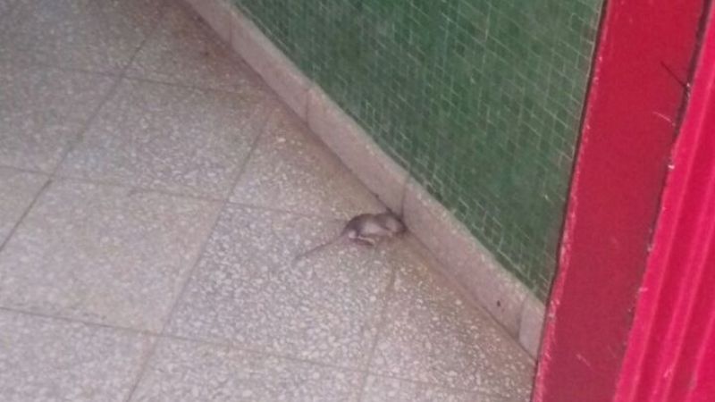 Queja de alumnos por ratas en la escuela