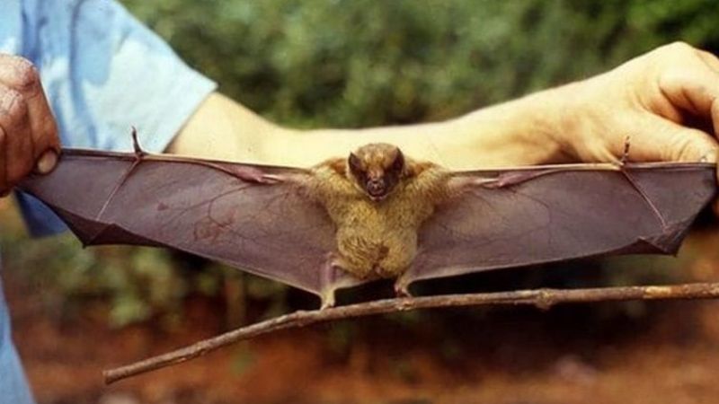 El Senasa resolvió el misterio del "chupacabra"