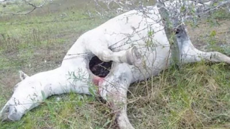 El Senasa resolvió el misterio del "chupacabra"