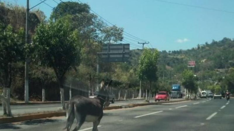 Secuestran un burro en Fray Mamerto Esquiú