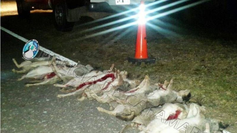 Secuestran vizcachas