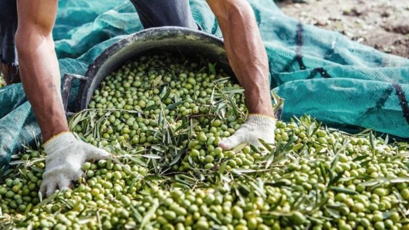 Calculan que la cosecha de aceitunas alcanzará a 85.000 tn